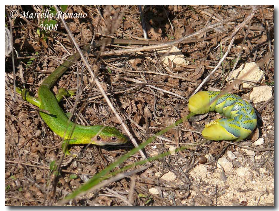 Bruco di Acherontia atropos vs Lacerta bilineata